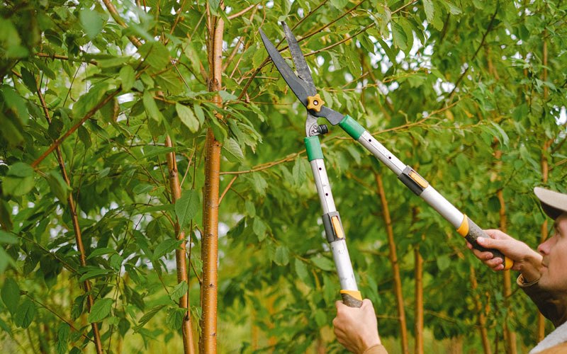 Tree trimming in Inkom, ID