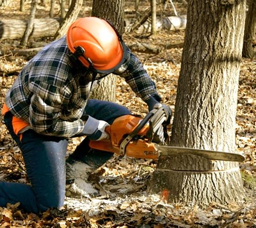 Tree Removal in Inkom, ID